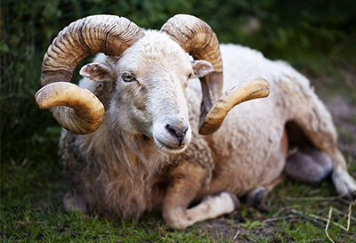 Küçükbaş kurban - koç